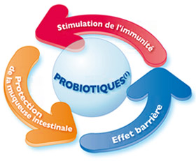 Probiotiques-Action