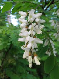 fleurs d'acacia 2