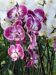 orchidess c pariscotejardin.fr